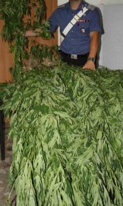 La marijuana