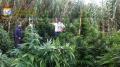La piantagione di marijuana scoperta dalla Gdf