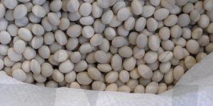 Il fagiolo poverello bianco