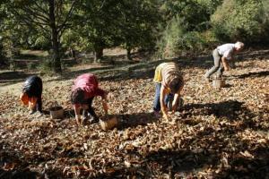 La raccolta delle Castagne