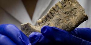 Fase di studio antropologico di un frammento di mandibola dell'individuo da Grotta di Pietra Sant'Angelo (Foto di Andrea De Giovanni)