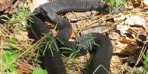 Una vipera meridionale melanica sui monti della Sila (Foto: Gianluca Congi)