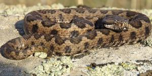 Una Vipera aspis hugyi Sila (Foto: Gianluca Congi)