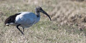 Un Ibis sacro fotografato a Corigliano (Foto: Pierluigi Serravalle)