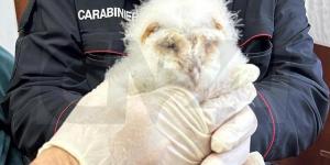 L'esemplare di Barbagianni salvato dai Carabinieri
