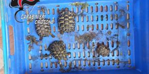Le tartarughe Testudo Hermanni sequestrate