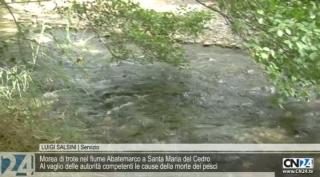 Moria di trote nel fiume Abatemarco a Santa Maria del Cedro