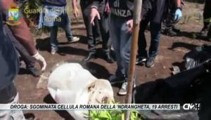 Droga: sgominata cellula romana della ‘ndrangheta, 19 arresti