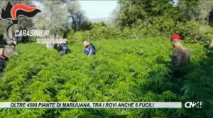 Oltre 4500 piante di marijuana coltivate nella Locride, tra i rovi anche 6 fucili