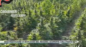 Maxi coltivazione di marijuana, scoperte 5 mila piante