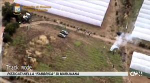 Pizzicati nella “fabbrica” di marijuana: sequestrata droga per 20 milioni di euro