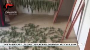 Altre due piantagioni scovate nella Locride: recuperati 21 chili di marijuana