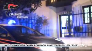 Maxi coltivazione di canapa a Candidoni, scattano le manette per i figli del “Boss”