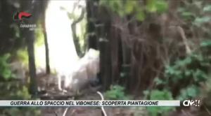 Guerra allo spaccio nel vibonese: scoperta piantagione, sequestrato un chilo di droga