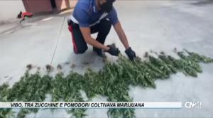 Vibo, tra zucchine e pomodori coltivava marijuana: arrestato