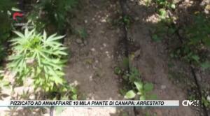 Tra gli agrumi 10 mila piante di canapa: arrestato agricoltore di San Calogero