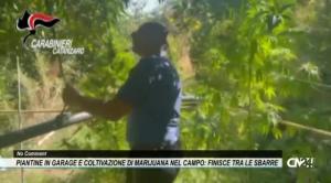 Piantine in garage e coltivazione di marijuana nel campo: 50enne finisce tra le sbarre